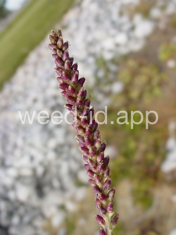 plantain, broadleaf
